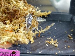 Haustiermesse am 1.03.2026